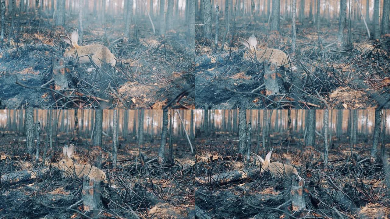 野兔在烧毁的树林中漫游
