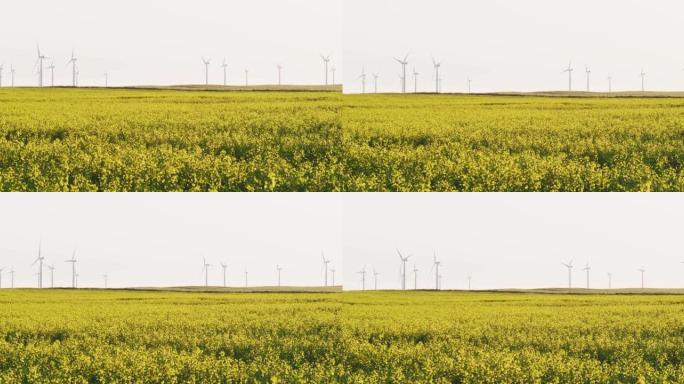黄色花朵和无云天空的乡村景观中风力涡轮机的总体视图
