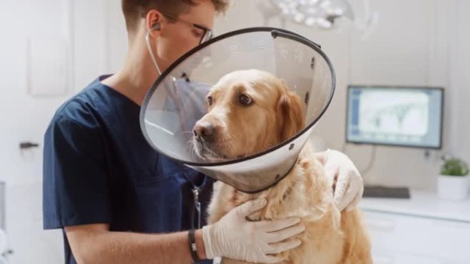 兽医评估宠物的健康状况，并使用听诊器进行诊断。金毛猎犬戴着电子衣领，站在现代兽医诊所的检查台上