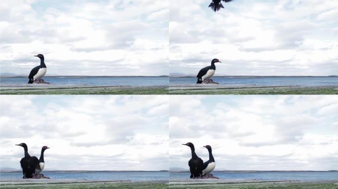 岩石沙格，也被称为麦哲伦cormorant (Leucocarbo magellanicus)，位于