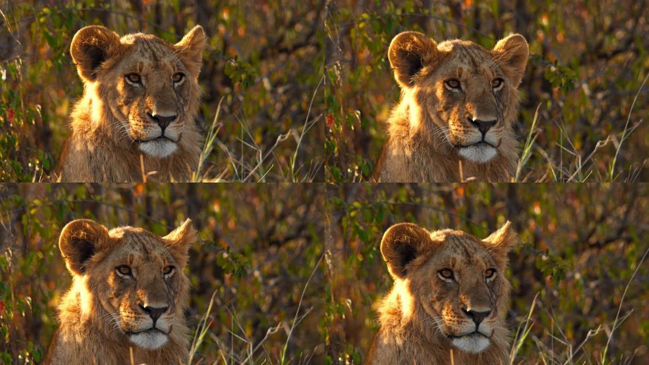 美丽的狮子躺在野生动物保护区的阳光下