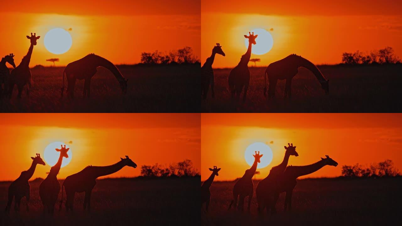 日出时在自然保护区里放牧的剪影长颈鹿