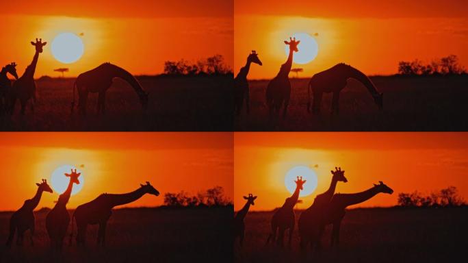 日出时在自然保护区里放牧的剪影长颈鹿