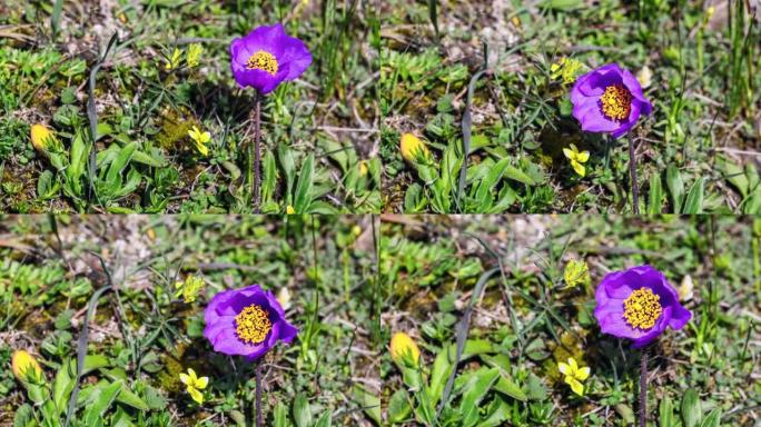 绿叶草具有紫色花瓣和金花药的完美结合