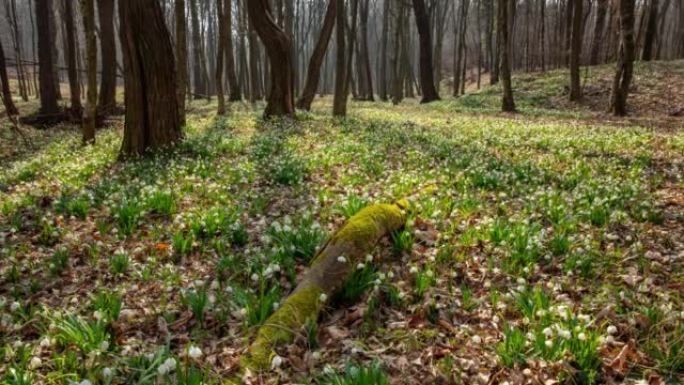 运动T/L阳光照射在充满春天雪花花朵的森林中的林间空地上