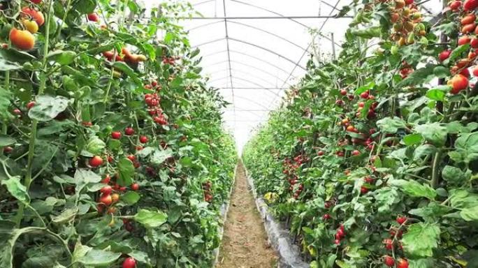 番茄温室智慧农业大棚种植温室有机农民蔬菜