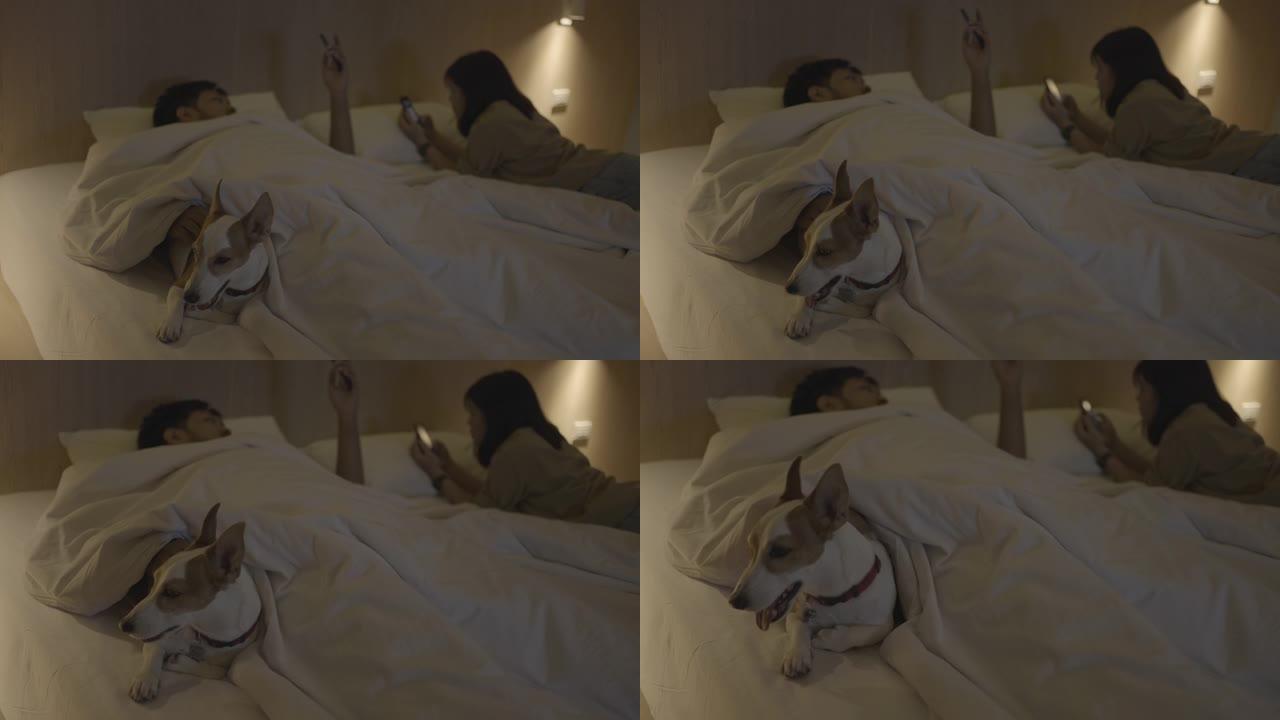 狗主人夫妇在睡觉时用手机抚摸他们的狗