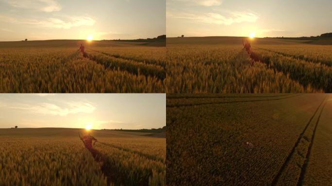日落时分，空中SLO MO Farmer在麦田中间扔了帽子