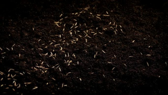 种子散落在土壤上