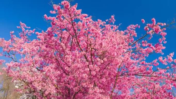 春天的风景，美丽的粉红色樱花，波克背景，阳光和蓝天