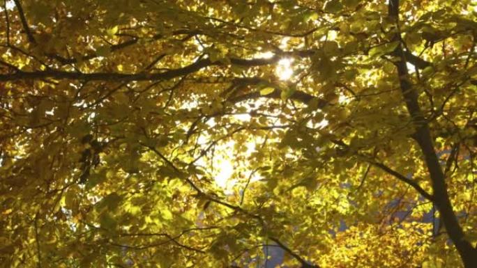 慢动作: 温暖的秋天阳光在明亮的黄色树叶中闪烁