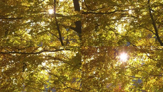 慢动作: 温暖的秋天阳光在明亮的黄色树叶中闪烁