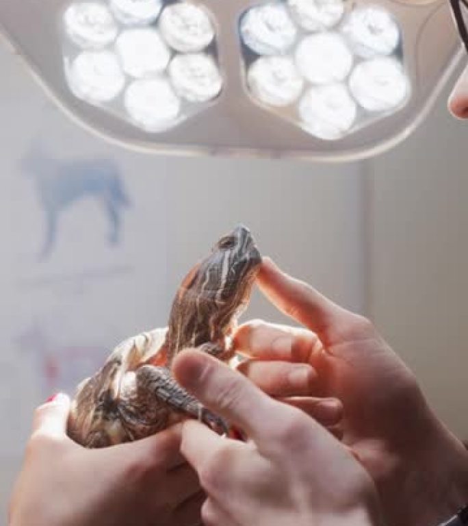 垂直屏幕:兽医在检查乌龟。现代兽医诊所的专业兽医在近距离镜头上检查一只皮肤上有美丽抽象图案的大宠物龟