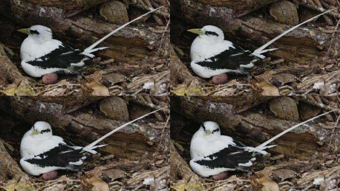 坐在巢中的鸡蛋上的白尾tropicbird的特写侧视图