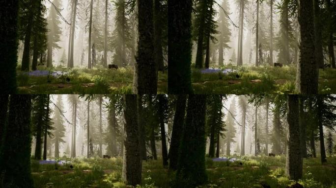 3D自然场景，相机在森林中的树木之间飞行。被太阳晨光照亮的空地景观。