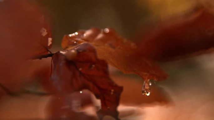 超级SLO MO水滴从棕色秋叶上落下