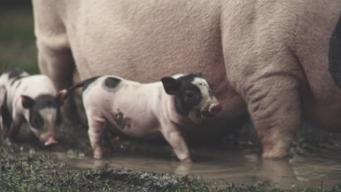 天然养猪小猪和猪妈妈在泥地里