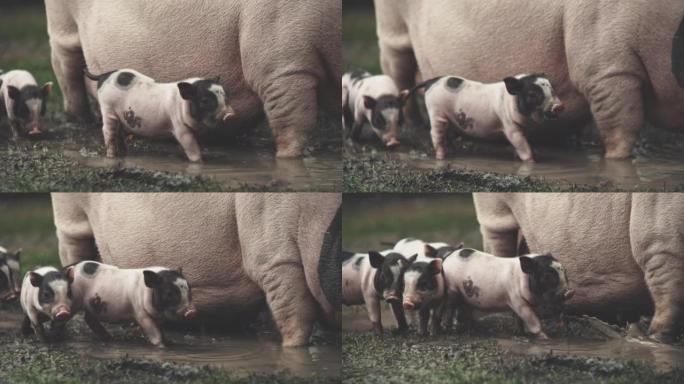 天然养猪小猪和猪妈妈在泥地里