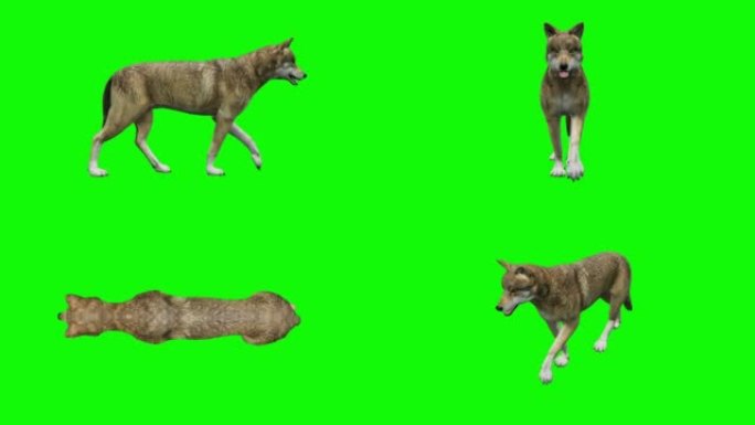 绿色背景下的狼。动物的概念，野生动物，游戏，返校，3d动画，短视频，电影，卡通，有机，色键，人物动画