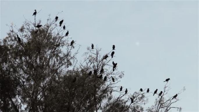 一群黑鸟坐在树顶上。