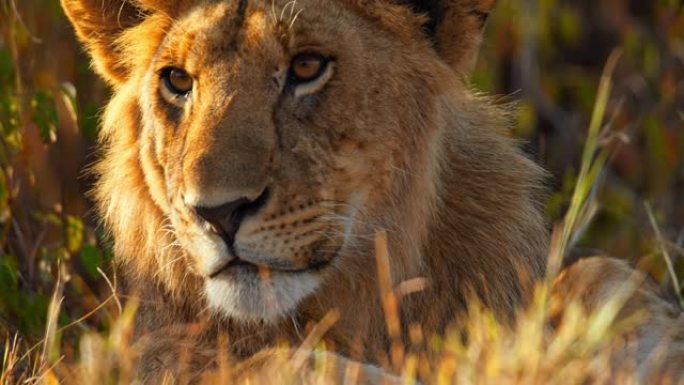 在野生动物保护区的阳光明媚的草地上关闭狮子的嘴