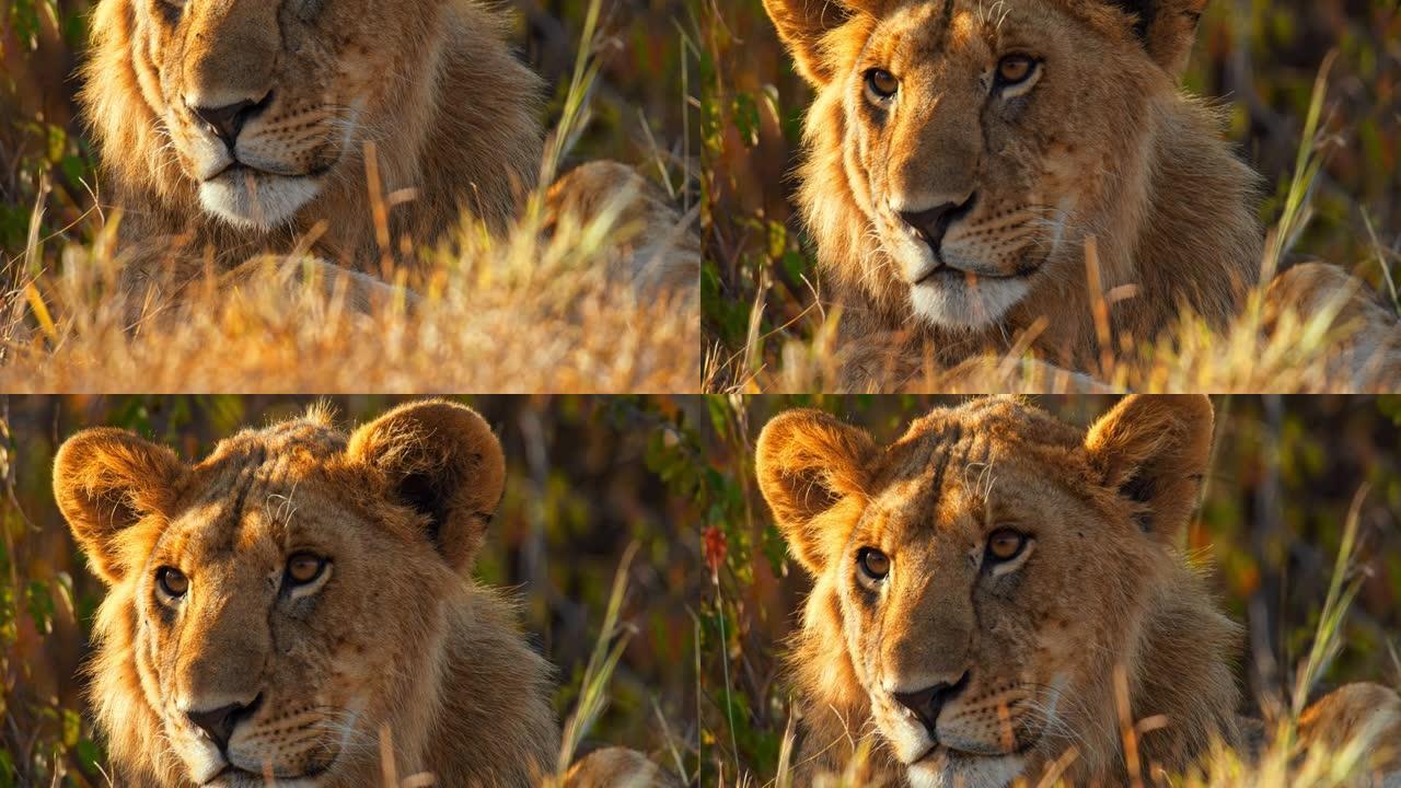 在野生动物保护区的阳光明媚的草地上关闭狮子的嘴