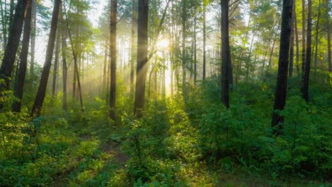 茂密的绿叶，轻雾和阳光照耀在树上。相机在冉冉升起的阳光中穿越夏季绿色森林。万向节HDR镜头，4K