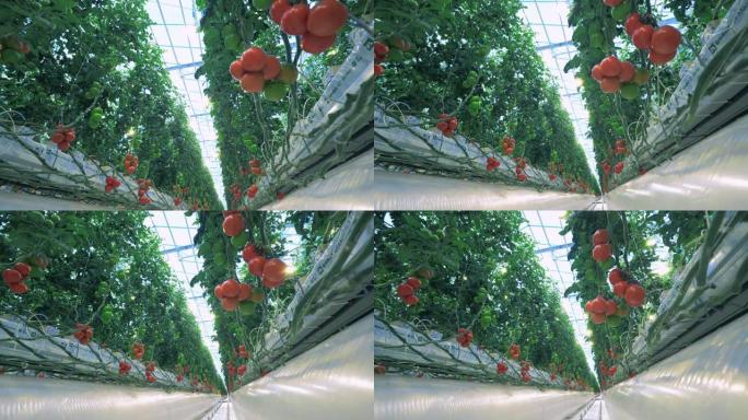 在植物上成熟西红柿。