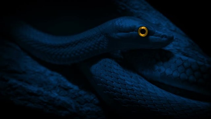 晚上有发光眼睛的蛇