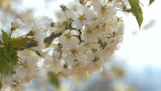 关闭春天高峰期盛开的樱桃树的详细照片