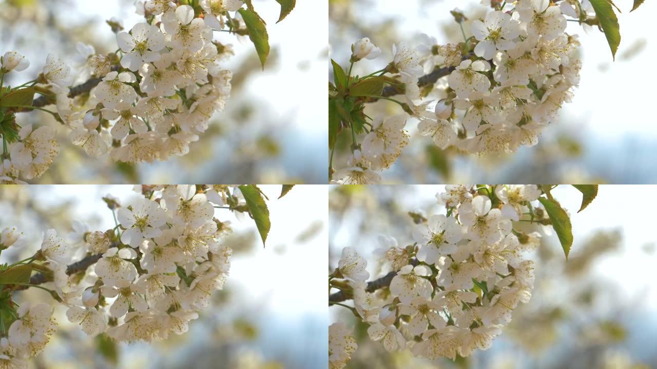 关闭春天高峰期盛开的樱桃树的详细照片