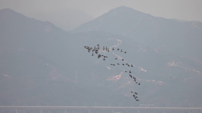 深圳湾公园飞鸟