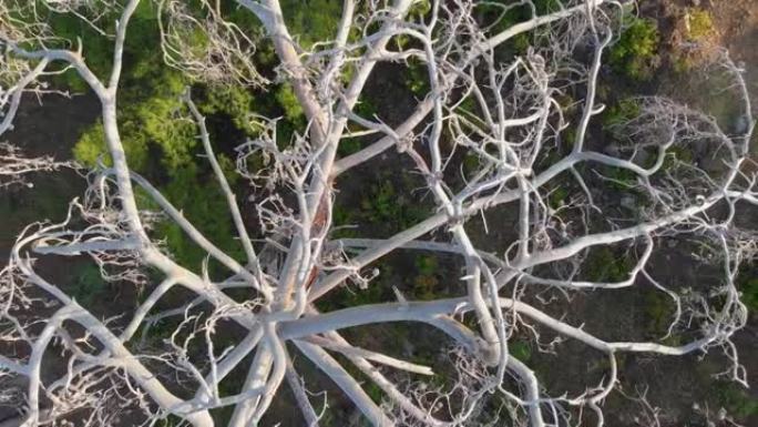 摄像机在一棵枯死的树上平移。垂死的无生命的树没有叶子自上而下的视图。自然灾害和全球变暖概念。鸟瞰图