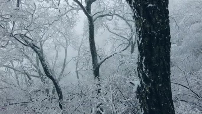 冬天有雪的森林雪林雪景冰天雪地冬天雾凇