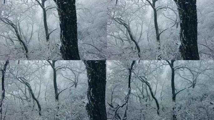 冬天有雪的森林雪林雪景冰天雪地冬天雾凇