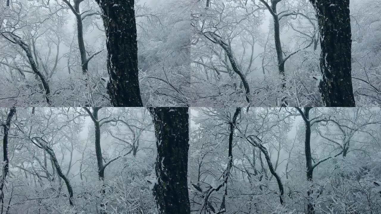 冬天有雪的森林雪林雪景冰天雪地冬天雾凇