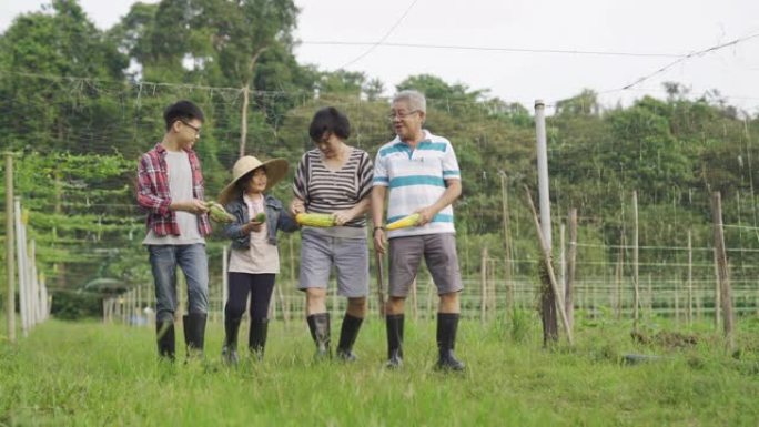 一位亚洲中国祖父母与他们的孙子在农场收集苦瓜的时间