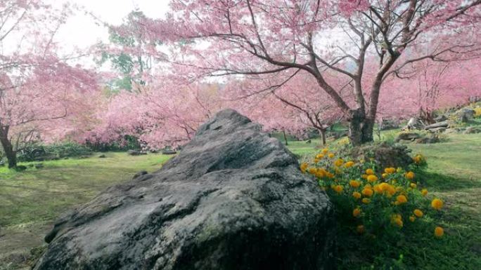 春天粉色樱花树春天粉色樱花树