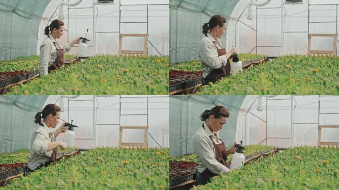 园丁在温室里浇花水果采摘果园农村乡村振兴