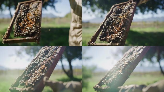 4k视频片段，一名无法识别的男性养蜂人在其养蜂场工作