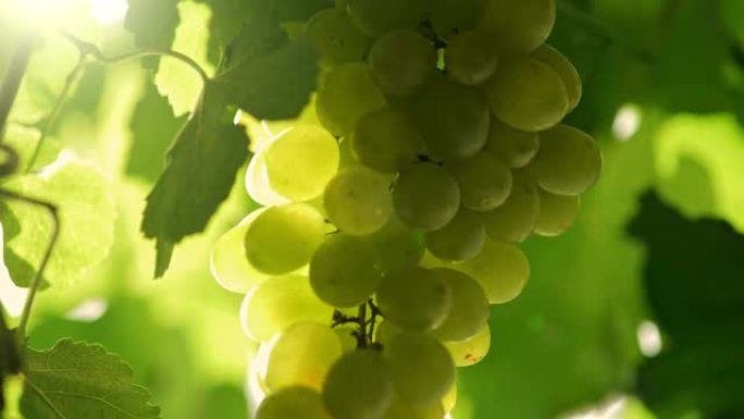 成熟葡萄的分支。日落时的葡萄葡萄园。酿酒概念和葡萄有机收获。UHD, 4K