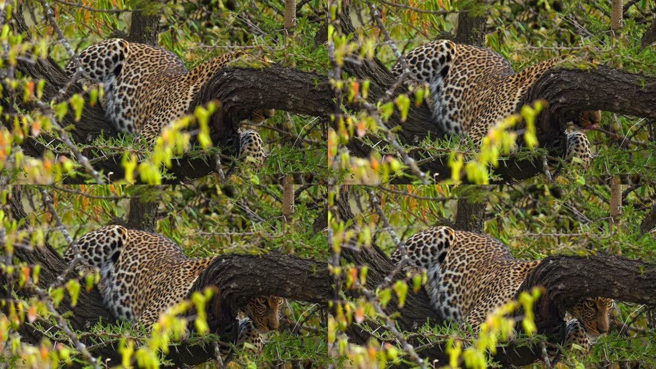 野生动物保护区树上的斑点豹