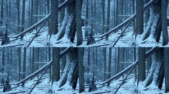 在树林里倒下的原木上下雪