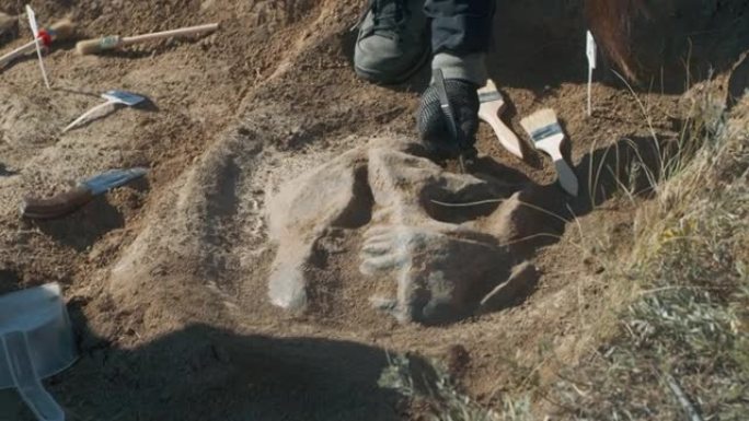 作物考古学家挖出恐龙头骨