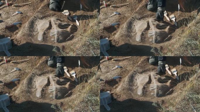 作物考古学家挖出恐龙头骨