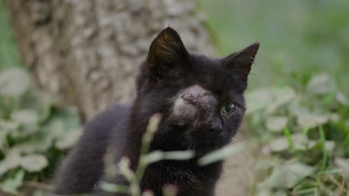 一只眼睛坐在草地上的黑猫