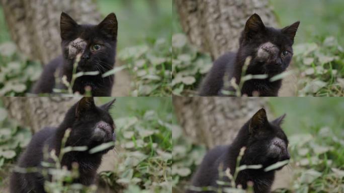 一只眼睛坐在草地上的黑猫