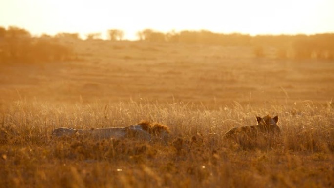 狮子躺在阳光明媚的野生动物保护区的金色草地上睡觉
