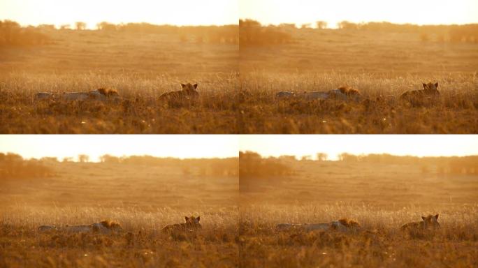 狮子躺在阳光明媚的野生动物保护区的金色草地上睡觉