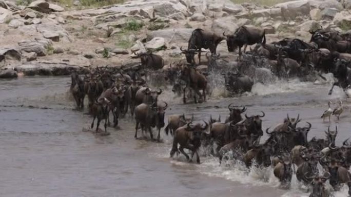 慢动作迁徙牛群角马为生存而战，奔跑和穿越马拉河